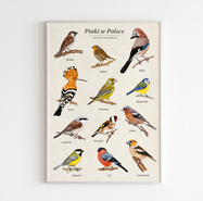 Ptaki w Polsce - autorski plakat edukacyjny 48x68