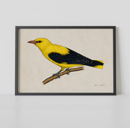 Plakat ptak Wilga ilustracja 21x30 dekoracja