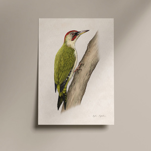 Plakat ptak Dzięcioł zielony ilustracja 21x30 dekoracja
