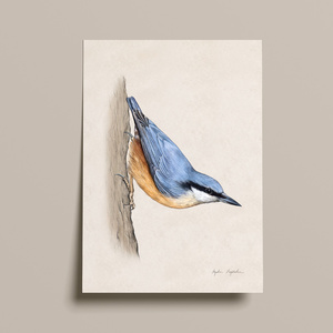 Plakat ptak Kowalik ilustracja 21x30 dekoracja