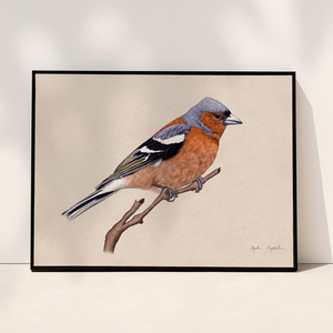 Plakat ptak Zięba ilustracja 21x30 dekoracja